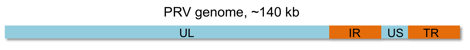 PRV genome image for supplementary site.png