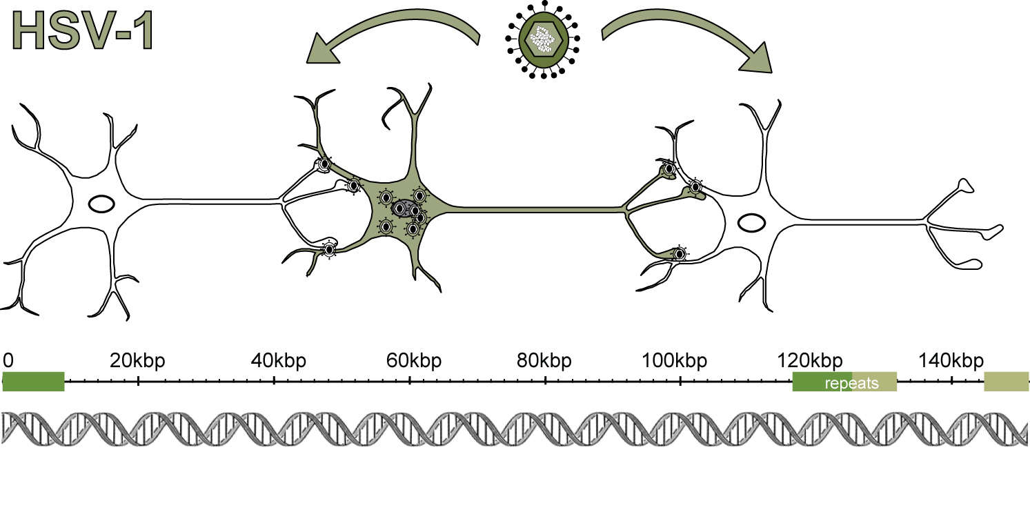 Viro-Genome front page image