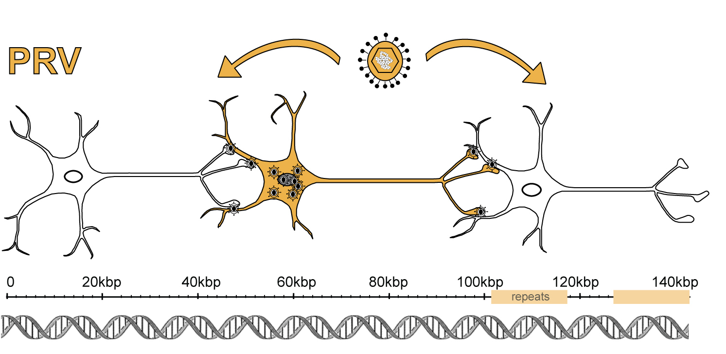 Viro-Genome front page image